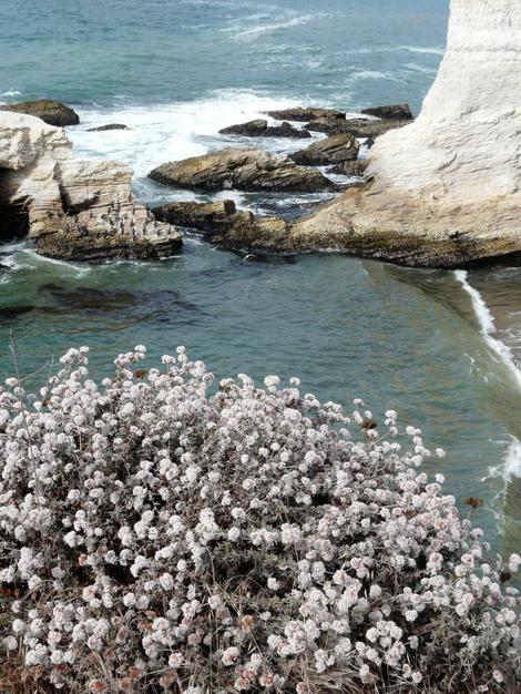 Eriogonum parvifolium, Cliff Buckwheat overlooking Shell Beach. - grid24_12