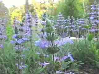 An old photo of Salvia sonomensis, creeping sage as a flat groundcover. - grid24_12