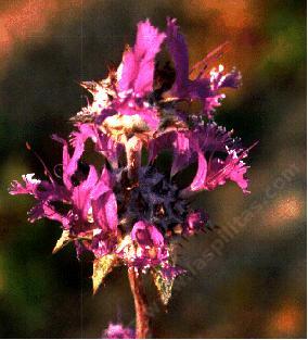 An old photo Salvia carduacea. Thistle Sage flowers - grid24_12