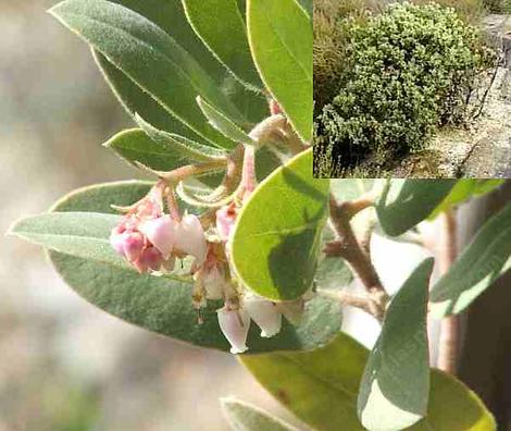 Arctostaohylos glandulosa flower and bush - grid24_12