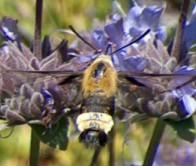 Bumblebee Moth on a Salvia Pozo Blue. These moths are very fast and effective pollinators. - grid24_12