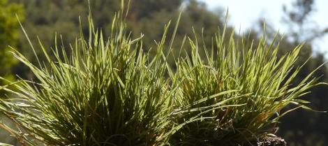 Deschampsia caespitosa,  Tufted Hairgrass is a  tufted grass that grows in seasonally wet spots in central and northern California. - grid24_12