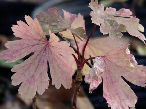 Ribes aureum var. aureum, Golden Currant, with red leaves in the fall of the year, Santa Margarita, California.  - grid24_12