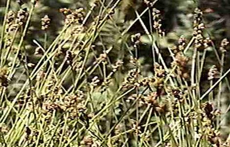 Carex subfusca Rusty Sedge - grid24_12