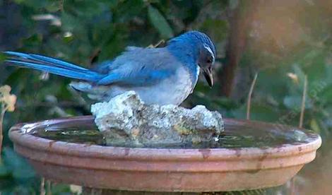 scrub jay at bird bath, as looking at self - grid24_12