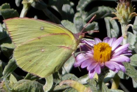 Dogface Butterfly, Zerene eurydice, on Corethrogyne filaginifolia, Silver carpet. This flower will grow well in a container - grid24_12