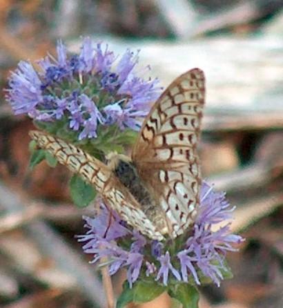 Comstock fritillary on Monardella, wings open - grid24_12