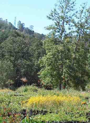 a picture of the native plants in a native plant nursery - grid24_12