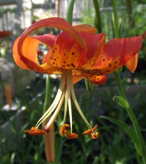 Lilium pardalinum, Panther Lily, is called that because of its spots, seen here on the recurved tepals. - grid24_12