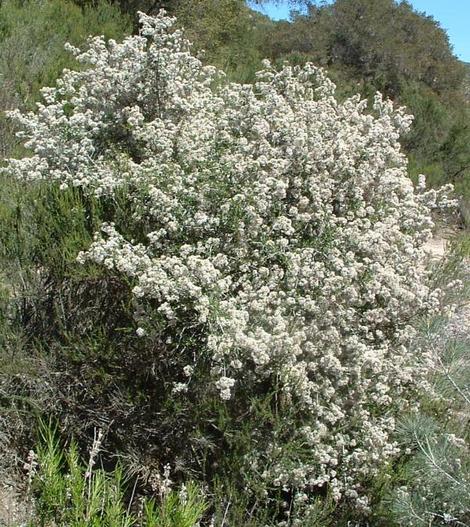 The white form of Buckbrush on w hillside in interior San Luis Obispo county. - grid24_12