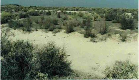 An alkaline sink plant community out by Bakersfield. I think there is a dairy on it now. - grid24_12