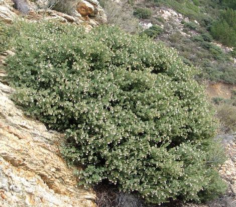 Arctostaphylos luciana in the wild up on Cuesta ridge, north of San Luis Obispo. - grid24_12