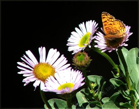 Erigeron Wayne Roderick Daisy with butterfly. This plant does well in containers. A pot with a butterfly. - grid24_12