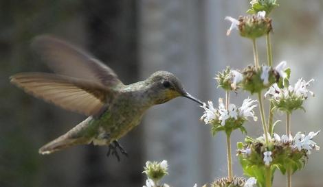 An Anna's Hummingbird working Salvia mellifera, Black sage - grid24_12