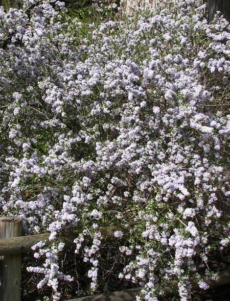 This Coastal buckbrush, Ceanothus ramulosus fascicularis has a lot of fragrance and blue flowers. - grid24_12
