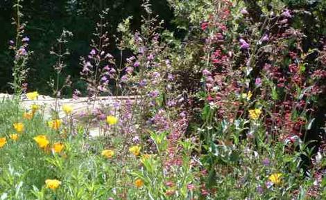 Penstemon spectablis, pseudospectablis, and centranthifolius with a few poppies and you have color. - grid24_12