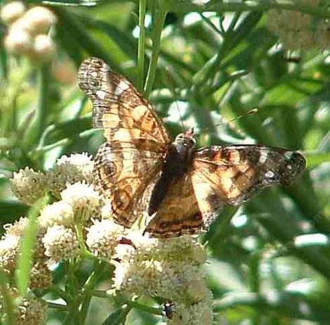 American Painted Lady Butterfly, Vanessa virginiensis, sorry she looks likes a faded old lady, but age does that. - grid24_12