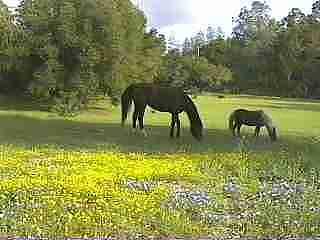 A horse and pony in the field in about 1990. - grid24_12