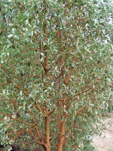 A young tree of Arbutus menziesii, Madrone, at the edge of rangelands.  - grid24_12