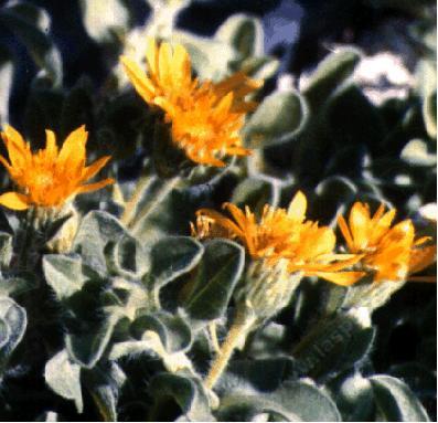 Chrysopsis villosa echioides Hairy Golden-aster - grid24_12