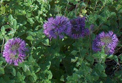 Monardella subglabra (Monardella purpurea x Monardella villosa), Mint Bush, is a natural hybrid, found growing where the two species meet.  - grid24_12