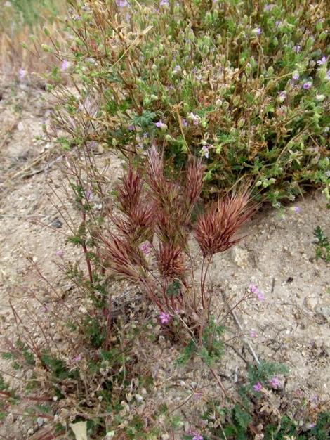 Red brome and Fileree are both nasty weeds. - grid24_12