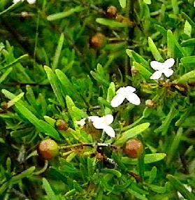 Cneoridium dumosum, BerryRue, is a small shrub in the rue family, with small white flowers, and little brown fruits.  - grid24_12