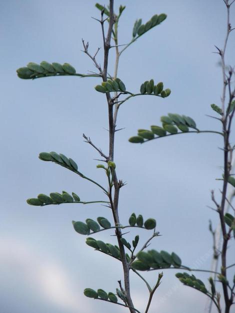 Prosopis pubescens Screwbean Mesquite - grid24_12