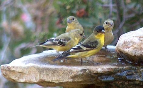 Lesser Goldfinches in bird bath - grid24_12