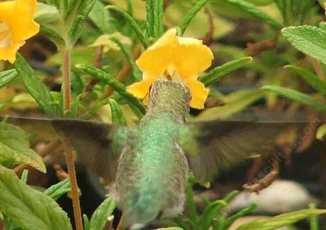 Yes Hummingbirds use yellow monkey flowers. This is an Anna Hummingbird on a Conejo Monkey Flower. - grid24_12