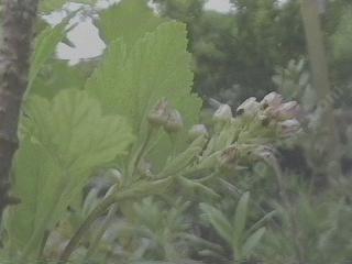 Ribes viscosissimum, Sticky Currant, is a sagebrush currant we grew many years ago.  - grid24_12