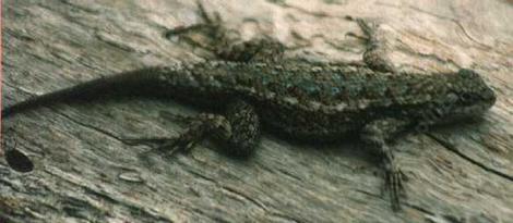 Western Fence Lizard flattened down as if hiding. - grid24_12