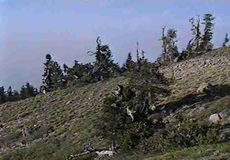 Fell fields forest, Limber Pine, Pinus flexilis, on Mt. Pinos - grid24_12