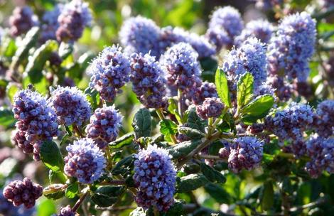 Ceanothus Celestial Blue makes an interesting flower show. - grid24_12