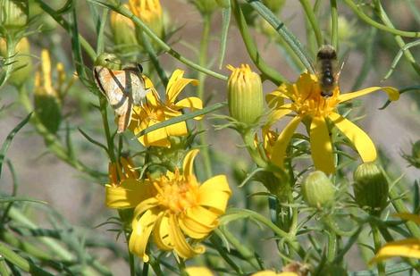 Bee Fly and Skipper on Senecio douglasii - grid24_12