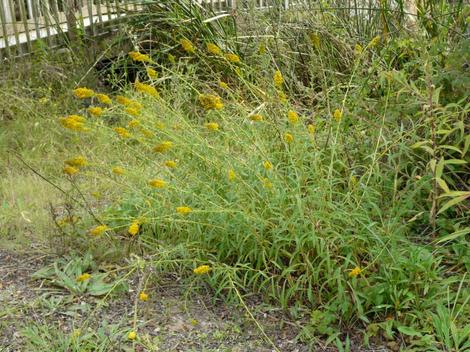 Solidago spathulata, Coast Golden Rod - grid24_12