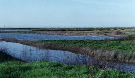 an old photo of the grassland up by Los Banos. There's a reason the Spanicsh had to go south of Los Banos before they could cross the valley floor in the 1700's . - grid24_12