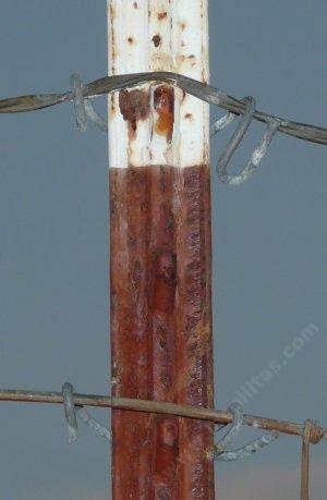 The wire clipped to a tee post - grid24_12