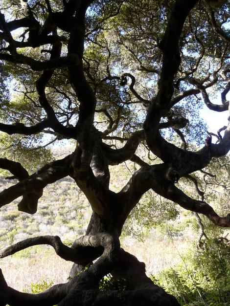 Quercus agrifolia, Coast Live Oak silhouette. 