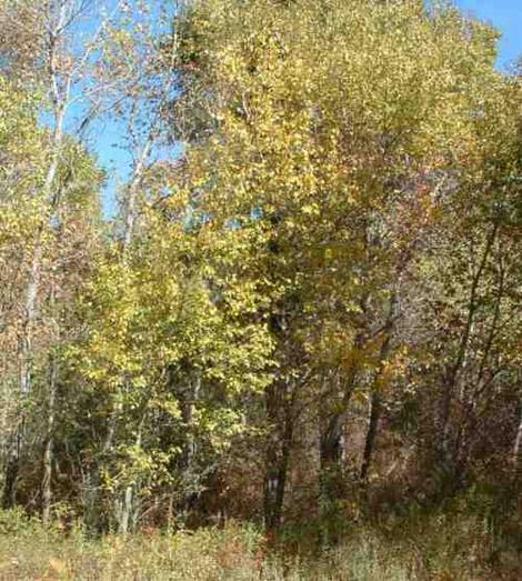 A ticket of Black Cottonwood, Populus trichocarpa - grid24_12