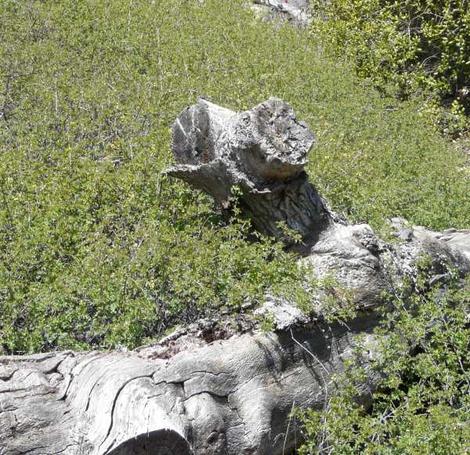 Rhus trilobata, Squaw Bush Sumac in the wild as a groundcover. - grid24_12
