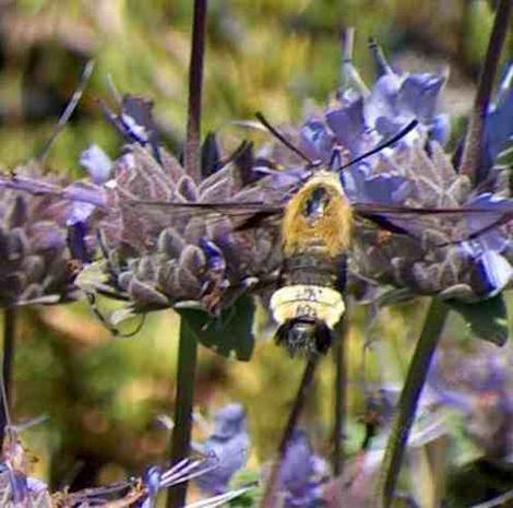 Bumblebee Moth on a Sage flower - grid24_12