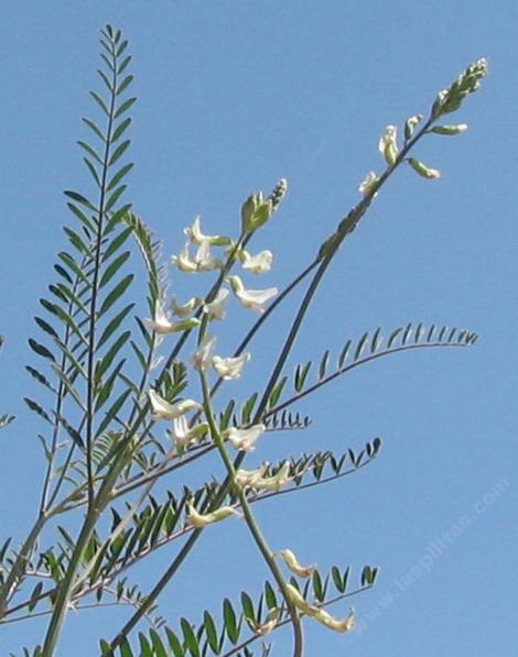 Astragalus trichopodus Southern California Locoweed - grid24_12