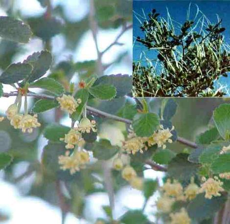 A closeup of the flowers of Cercocarpus betuloides, Mountain Mahogany, with an inset of the plant in fruit.  - grid24_12