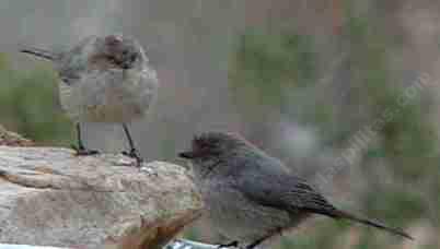 Mom and pop Bushtit at birdbath - grid24_12