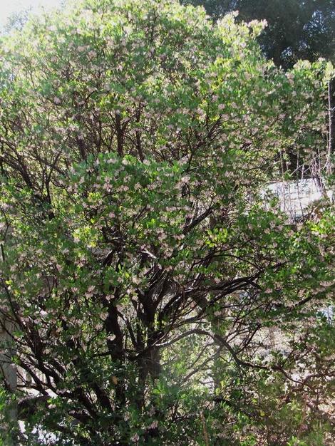 Arctostaphylos manzanita x densiflora, Austin Griffith's Manzanita grows to about 10 feet by 10  feet. - grid24_12