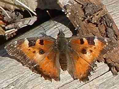 Tortoise Shell Butterfly sunning itself - grid24_12