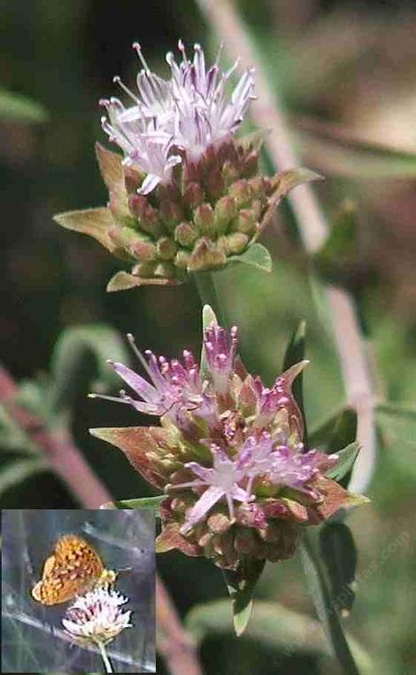 Monardella odoratissima australis Southern monardella - grid24_12