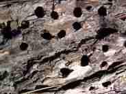 Acorn woodpecker Melanerpes formicivorus holes - grid24_12