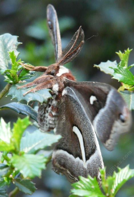 This  Moth is  a Ceanothus silkmoth
Hyalophora euryalus that had emerged from it cocoon minutes before and the wings are not fully inflated.  - grid24_12